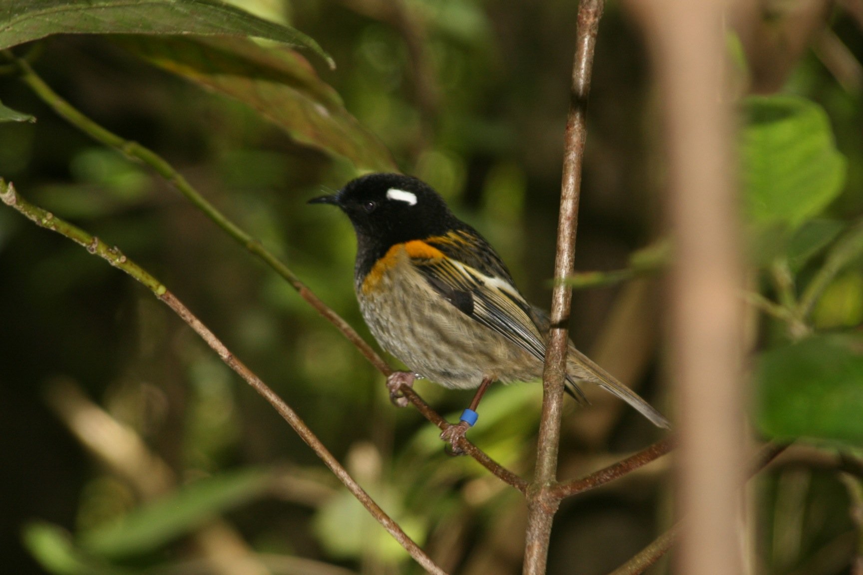 male stitchbird 2