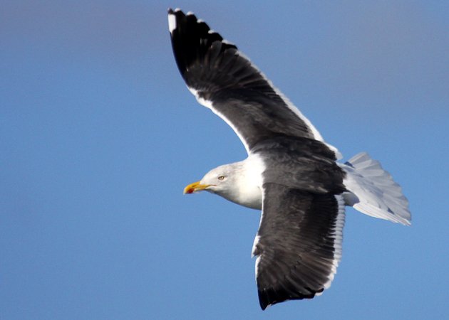 Lesser Black-backed Gull 2