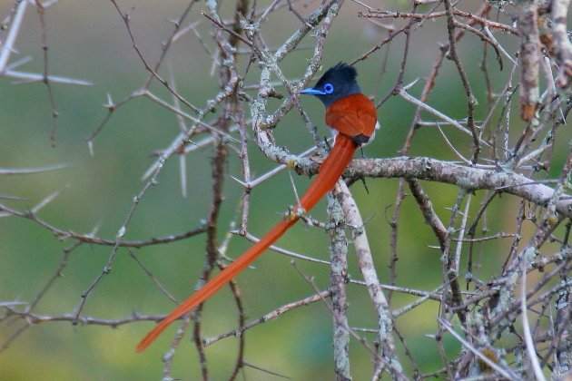 African Paradise Flycatcher by Adam Riley