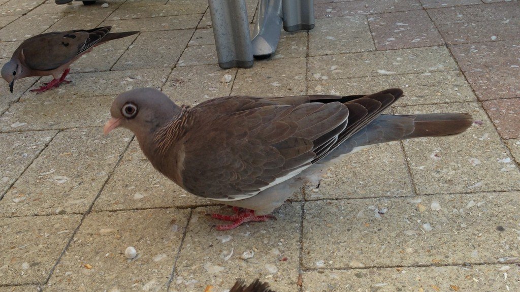 Bare-eyed Pigeon - Palm Beach, Aruba