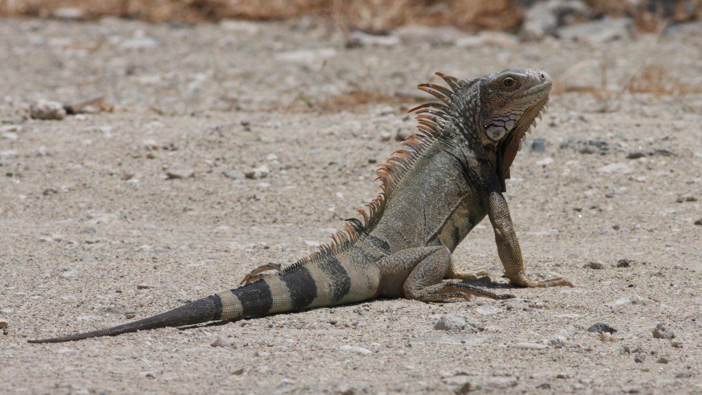 Green Iguana - Palm Beach, Aruba