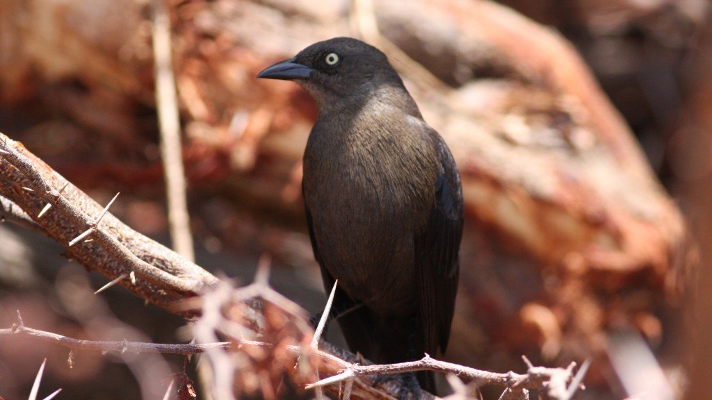 Carib Grackle -  Palm Beach, Aruba