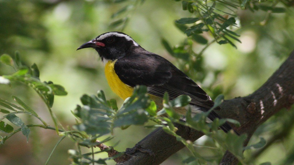 Bananaquit -  Palm Beach, Aruba