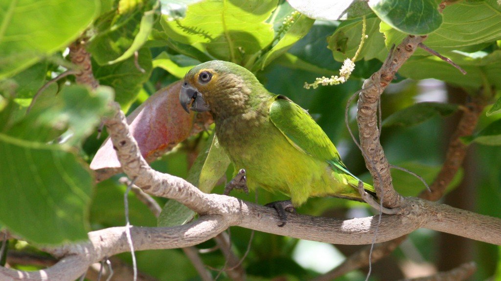 Brown-throated Parakeet -  Palm Beach, Aruba