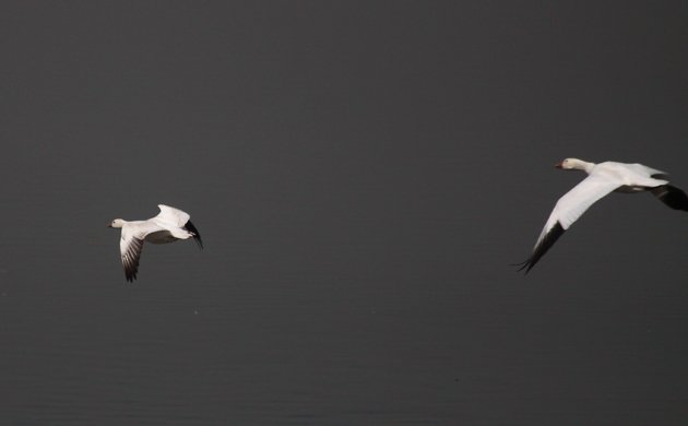 Ross's Goose with Snow Goose in flight