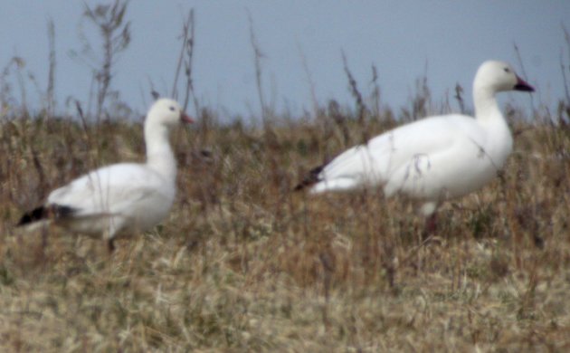 Ross's Goose with Snow Goose