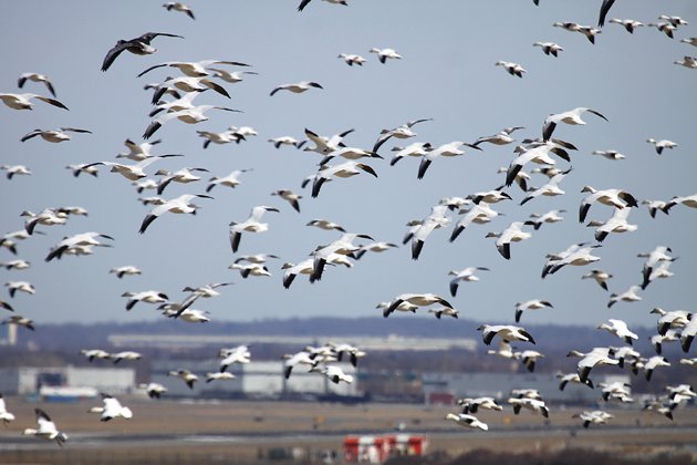 Snow Geese in February