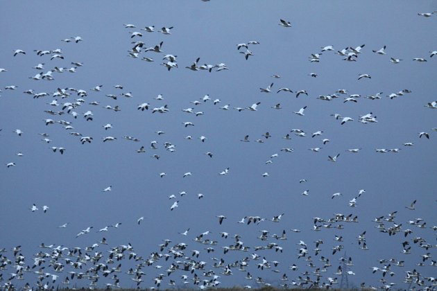 Snow Geese in January