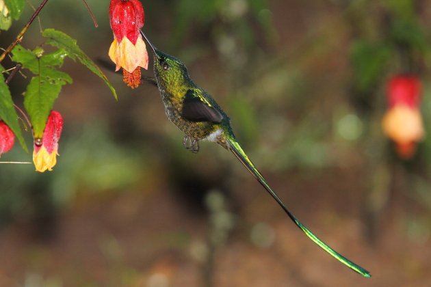 Long-tailed Sylph by Adam Riley