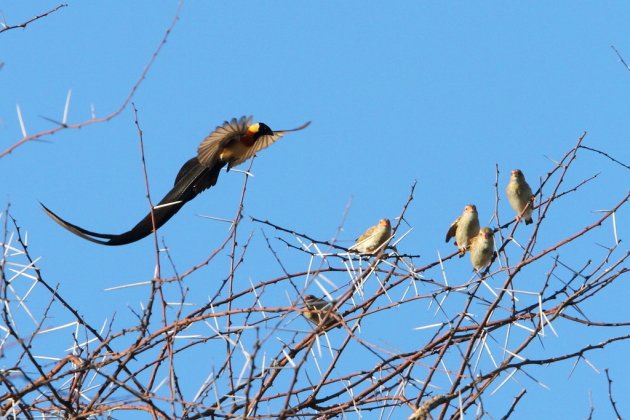 Long-tailed Paradise Whydah by Adam Riley