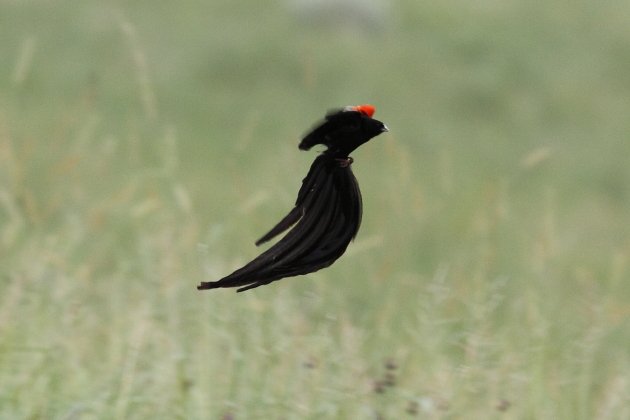Long-tailed Widowbird in display by Adam Riley