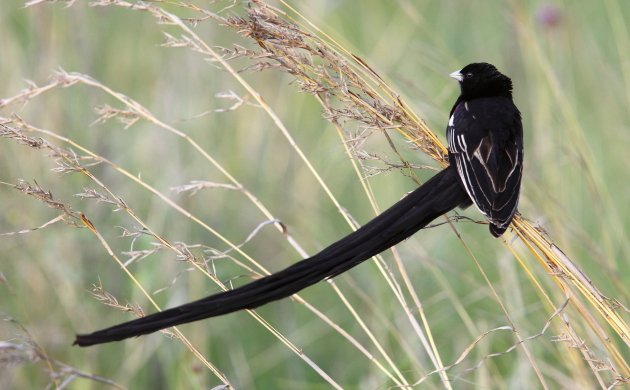 Long-tailed Widowbird by Adam Riley