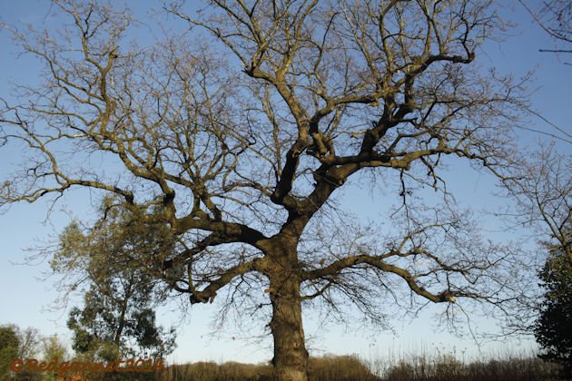 Oak Tree