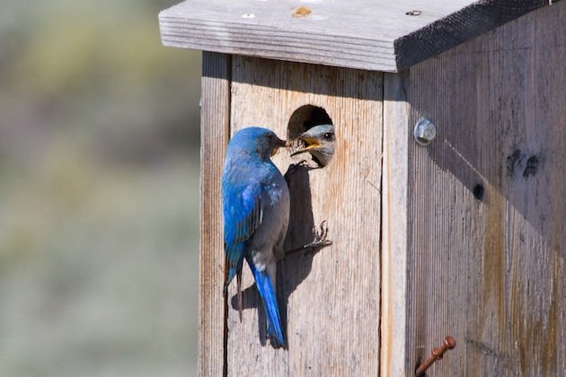 Mountain Bluebird delivering food