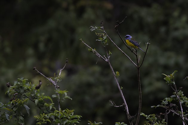 3-blue-and-yellow tanager