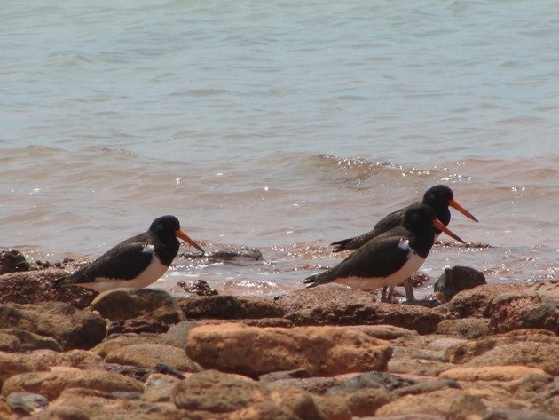 3 month old Pied Oystercatchers (2)