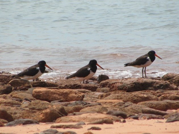 3 month old Pied Oystercatchers