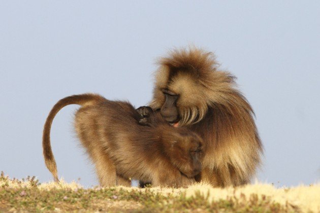 A harem male grooms one of his females. Photo by Adam Riley