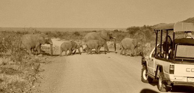 30_madikwe elephant 2