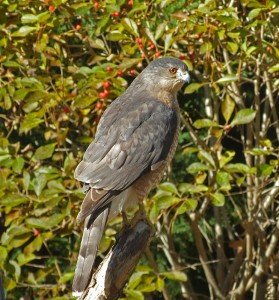 Can Small Dogs Be Picked Up By Hawks and Birds of Prey?