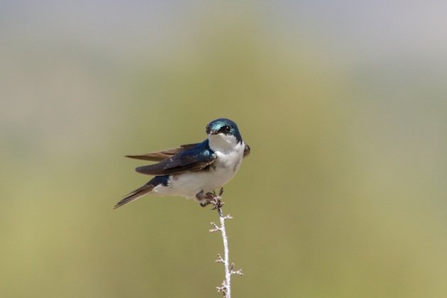 Tree Swallows are also cavity nesters
