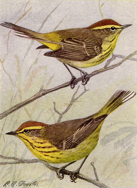 Palm Warbler illustration