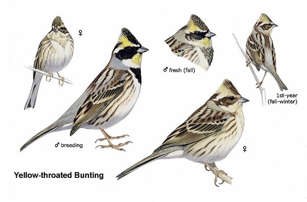 Rare Birds of North America: Howell, Steve N. G., Lewington, Ian, Russell,  Will: 9780691117966: : Books