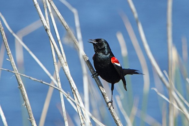 Tricolored Blackbird Male