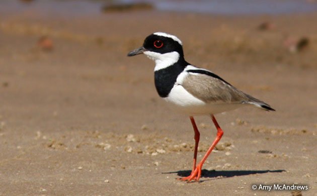 lapwing