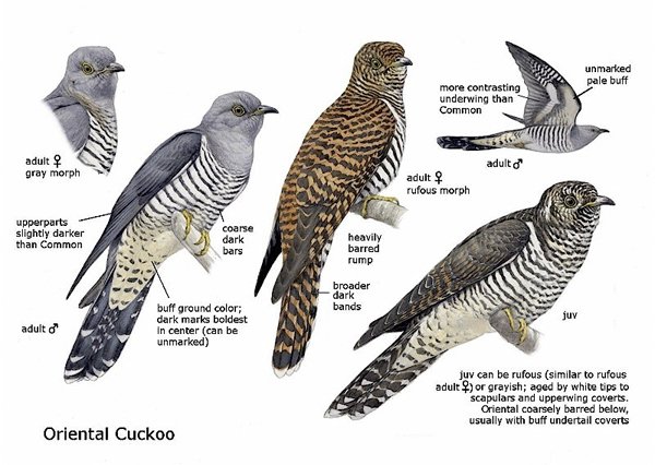 4OrientalCuckoo1web.600