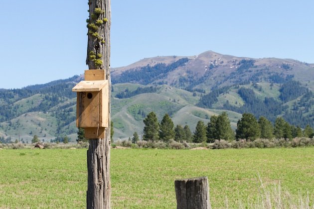 Bluebird nest box near Prairie, Idaho