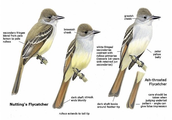 Rare Birds of North America: A Book Review - 10,000 Birds