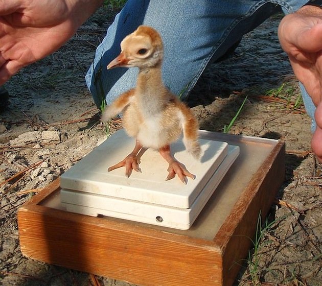 Mississippi Snadhill Crane Colt