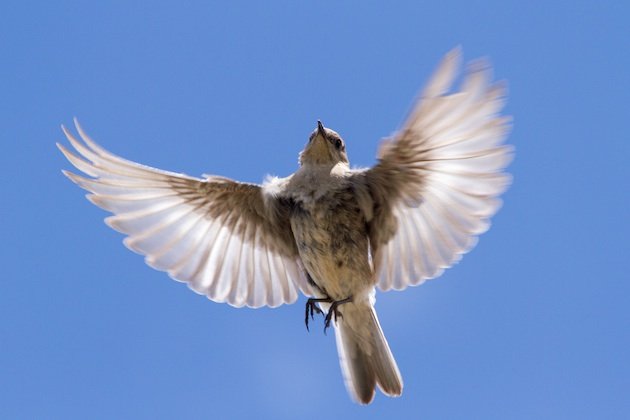 Adult female Mountain Bluebird spreads her wings