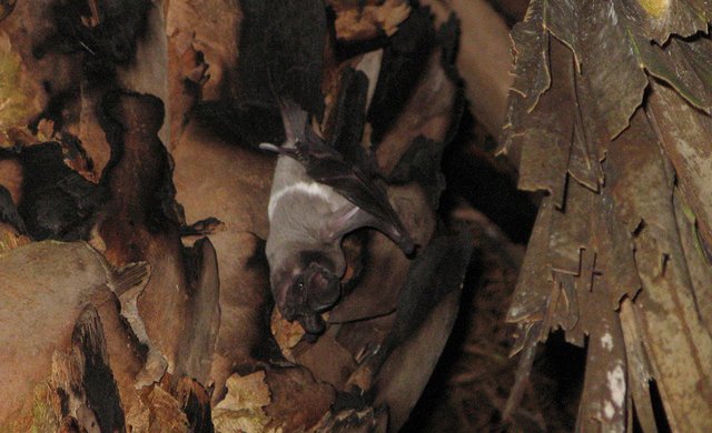 Bonneted Bat