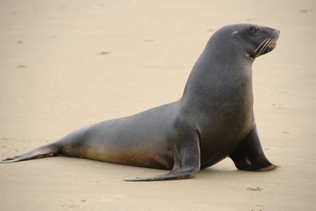 800px-New_Zealand_Sea_Lion