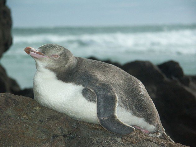 800px-Yellow-eyed_Penguin,_Catlins,_New_Zealand