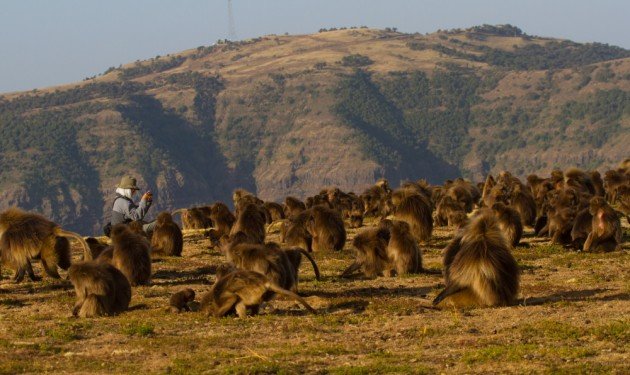 Photographing Geladas in Ethiopia’s Simien Mountains by Dave Semler