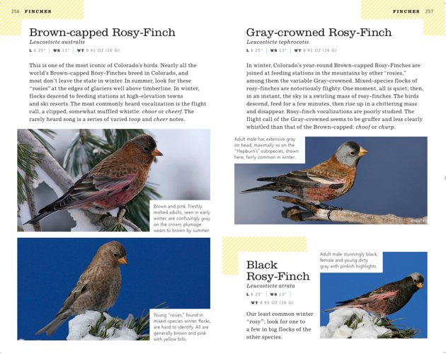 colorado rosy-finches