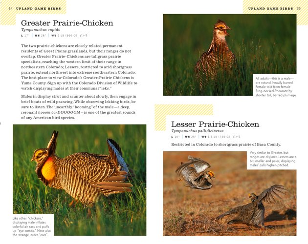colorado prairie-chickens