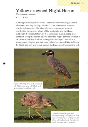 Florida Yellow-crowned Night-Heron