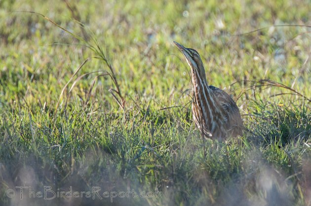 American Bittern