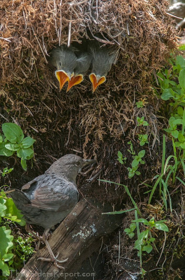 AMDIadultWithNestlings630x06282016