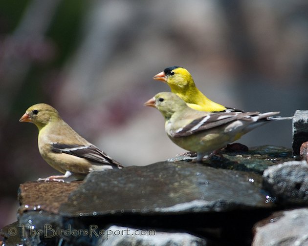 American Goldfinches in Breeding Plumage