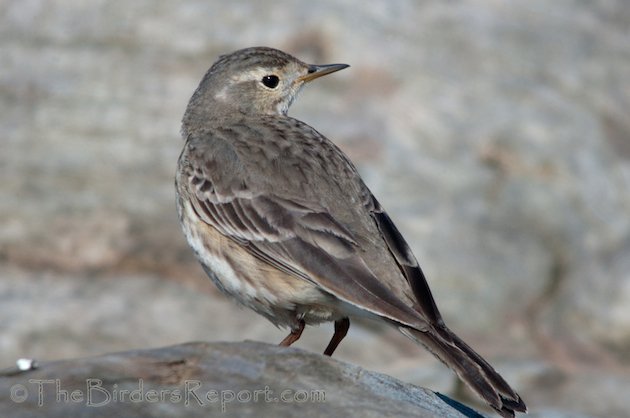 American Pipit