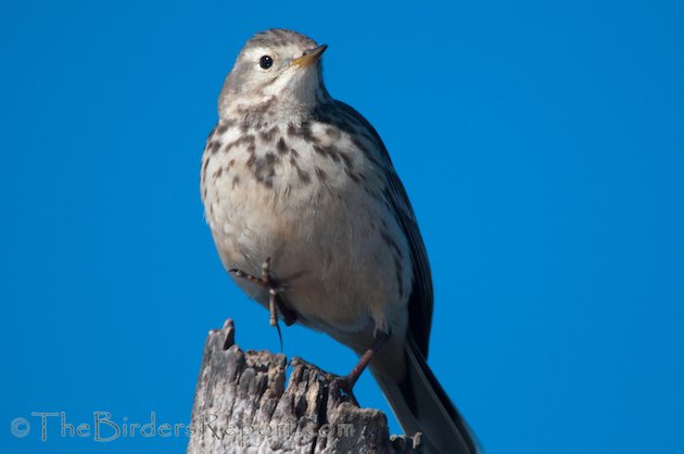 American Pipit