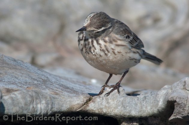 American Pipit