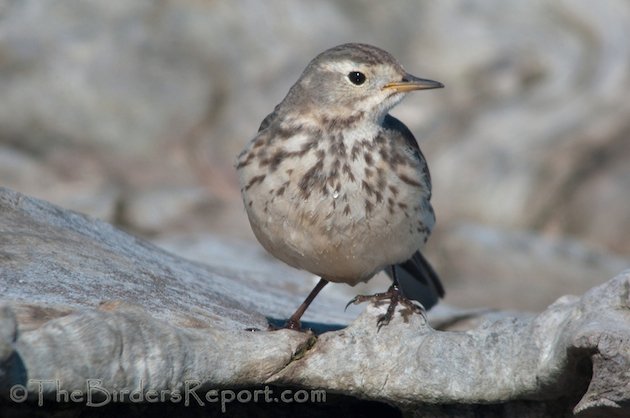 American Pipit