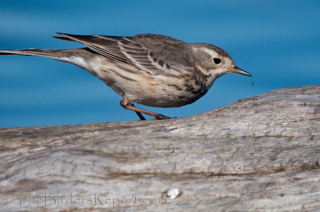 American Pipit