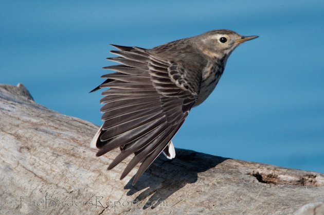 American Pipit